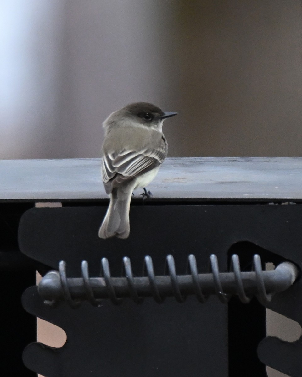 Eastern Phoebe - ML649540376