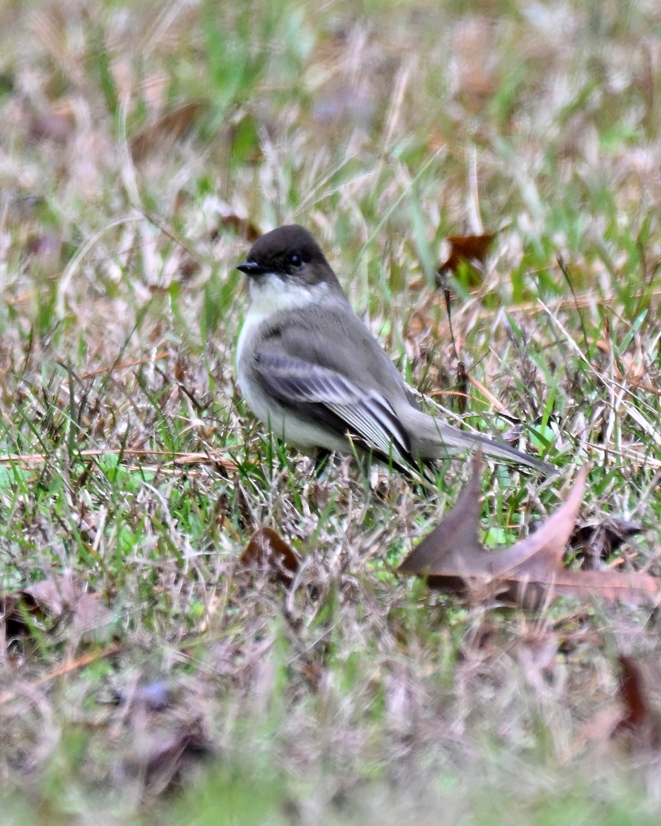 Eastern Phoebe - ML649540377