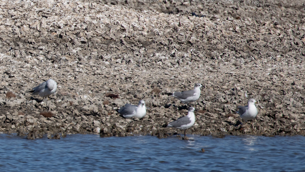 Laughing Gull - ML649540378