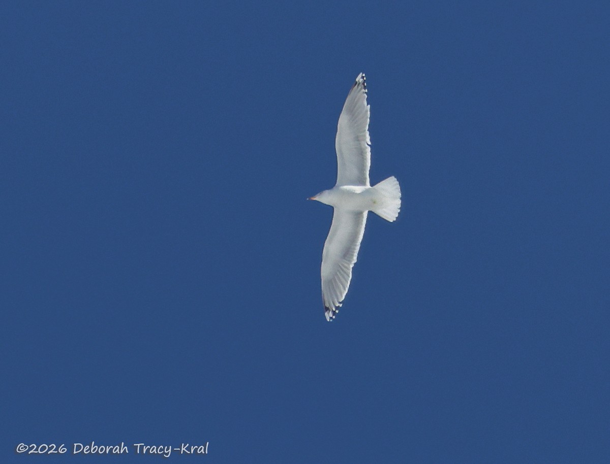 American Herring Gull - ML649540379