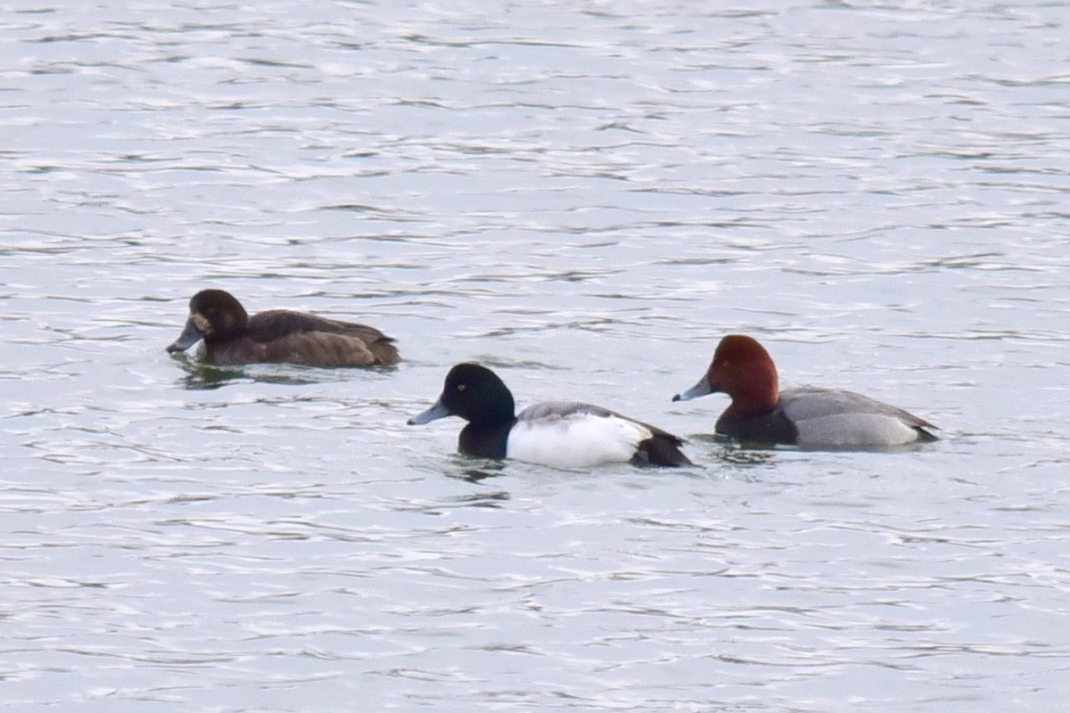 Greater Scaup - ML649540380