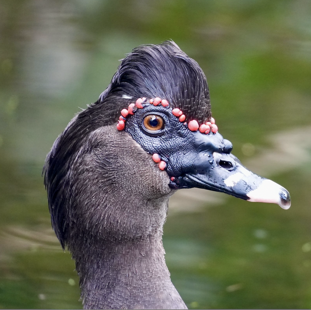 Muscovy Duck - ML649540381
