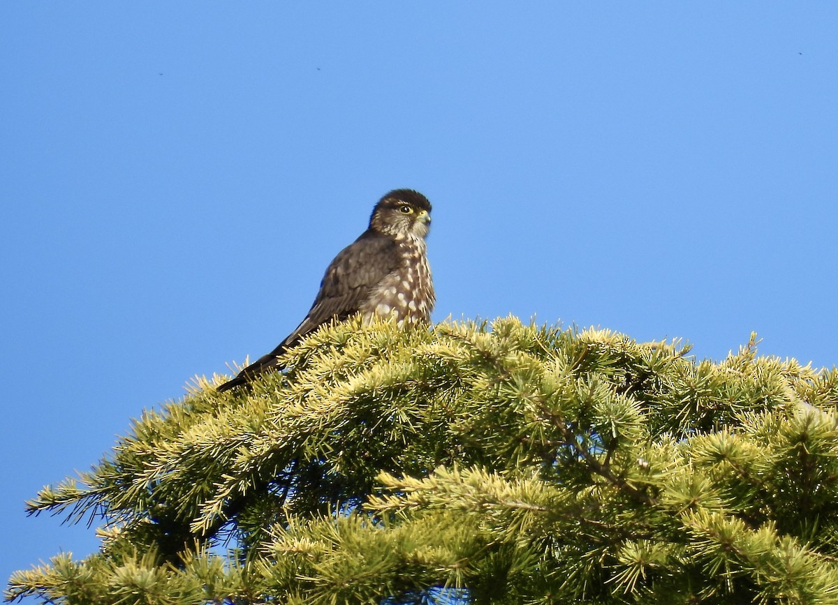 Merlin - ML649540382