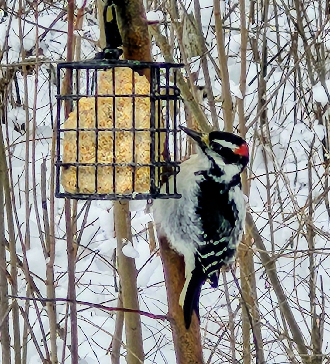 Hairy Woodpecker - ML649540385