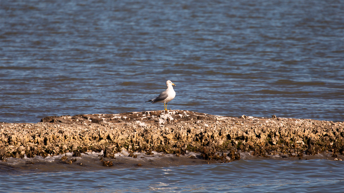 Ring-billed Gull - ML649540386