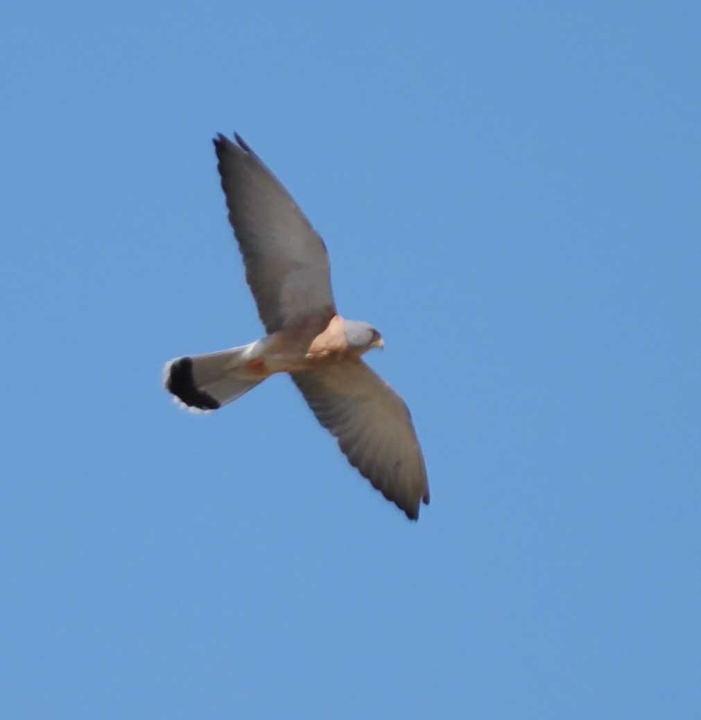 Eurasian Kestrel - ML649540387