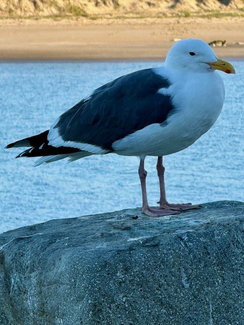 Western Gull - ML649540389