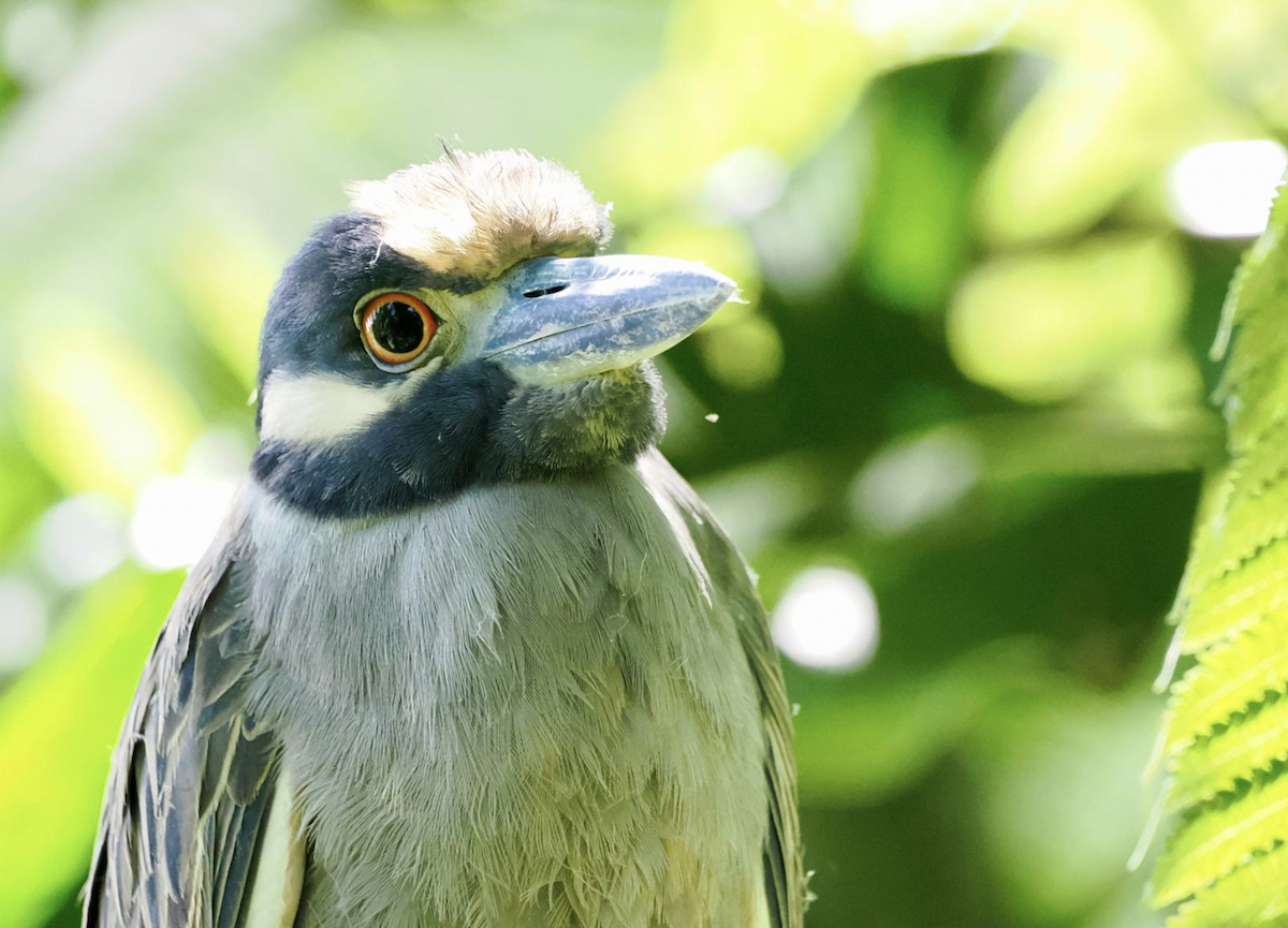 Yellow-crowned Night Heron - ML649540391