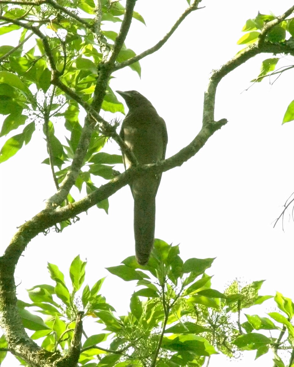 Brown Jay - ML649540392