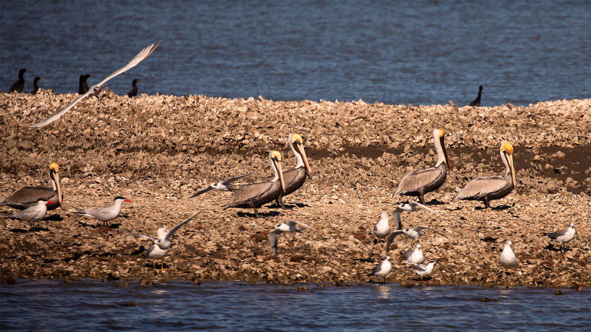 Caspian Tern - ML649540393