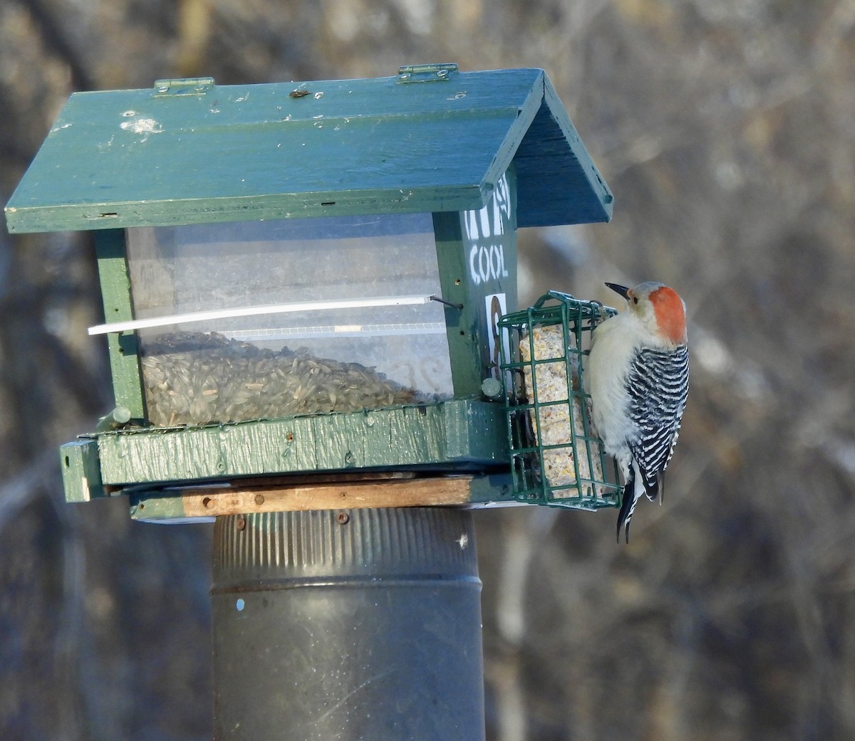 Red-bellied Woodpecker - ML649540394