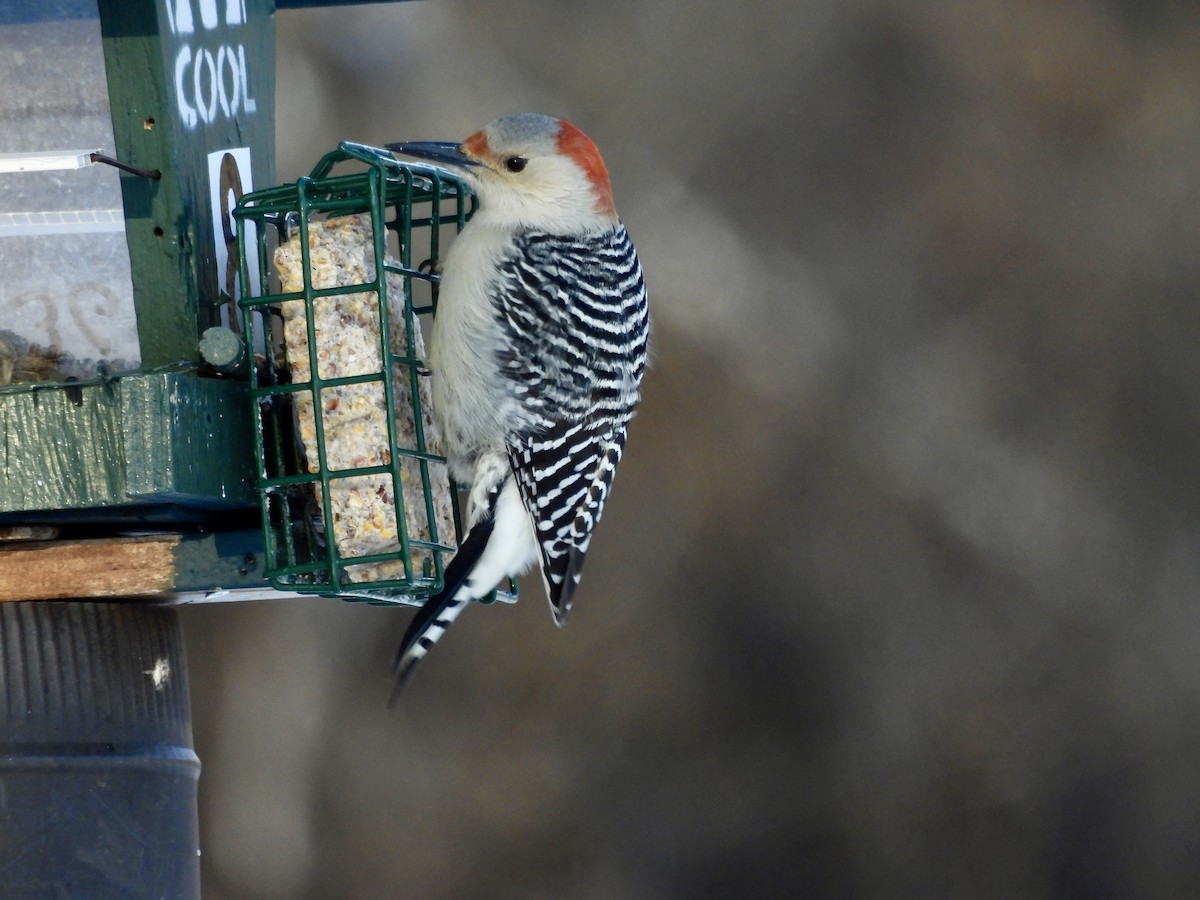 Red-bellied Woodpecker - ML649540395