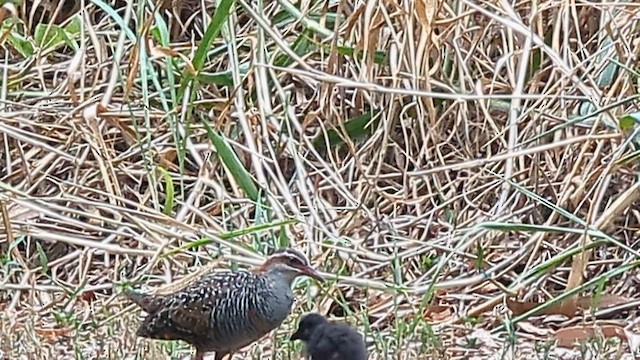 Пастушок смугастий - ML649541280