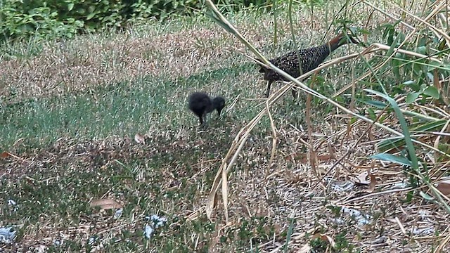 Пастушок смугастий - ML649541371