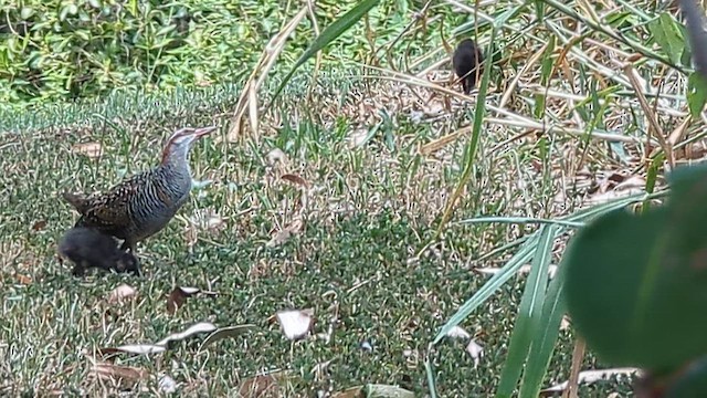 Пастушок смугастий - ML649541415