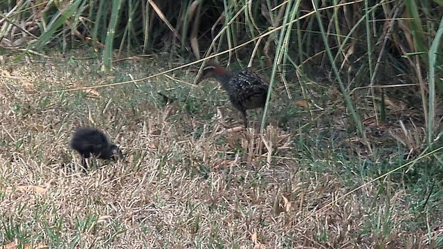 Пастушок смугастий - ML649541639