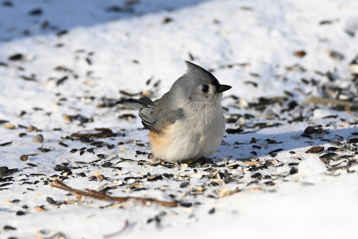 gråduskmeis - ML649542041