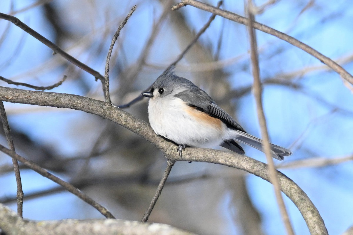 gråduskmeis - ML649542056