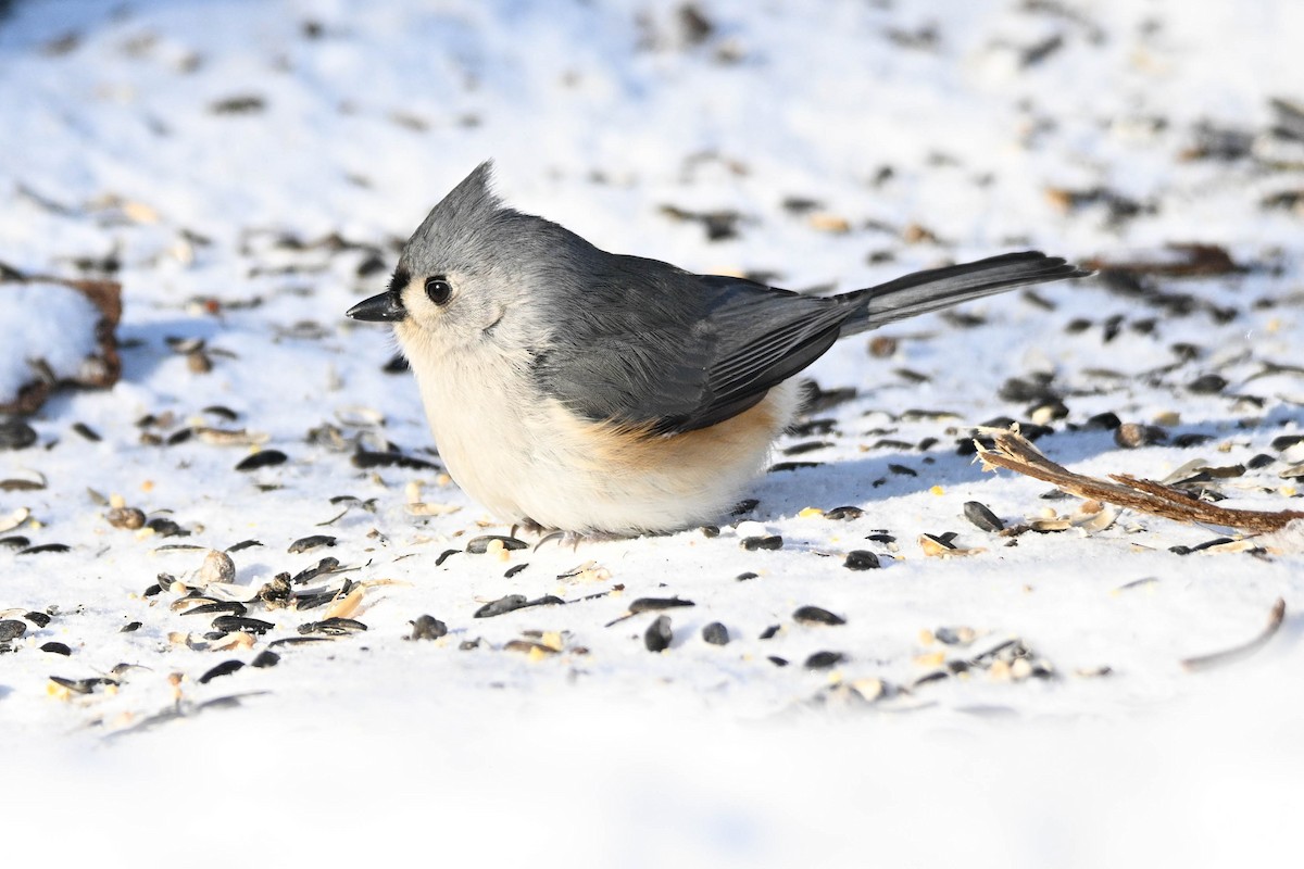 gråduskmeis - ML649542130