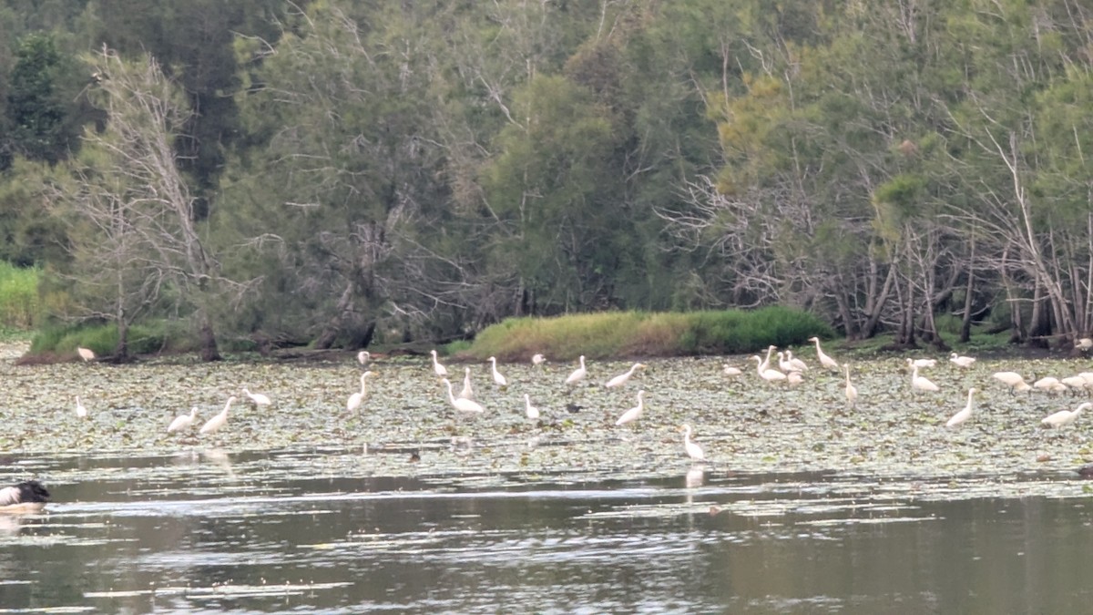 Plumed Egret - ML649542590