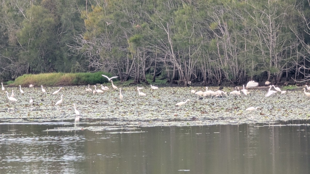 Plumed Egret - ML649542591