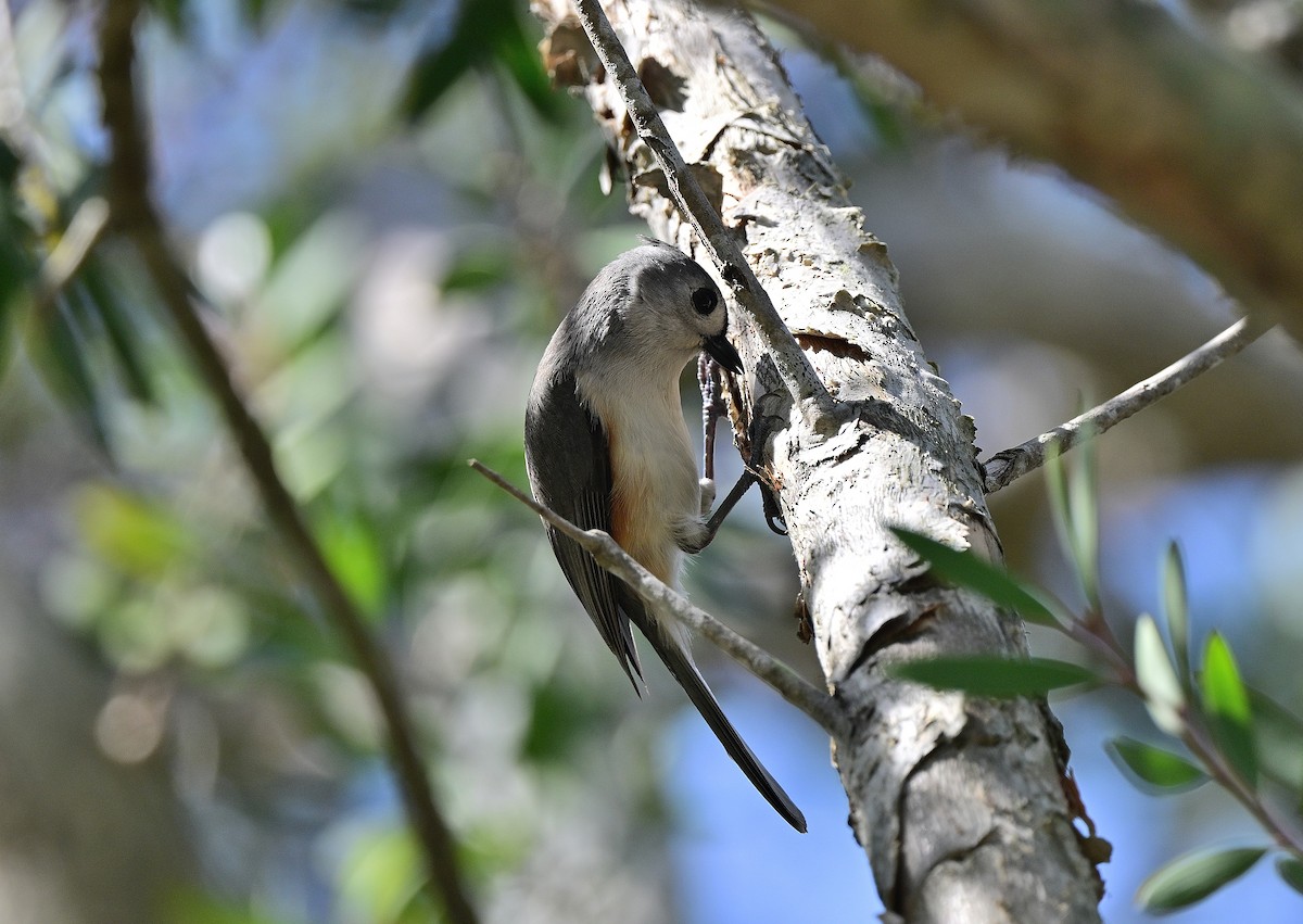 gråduskmeis - ML649543226