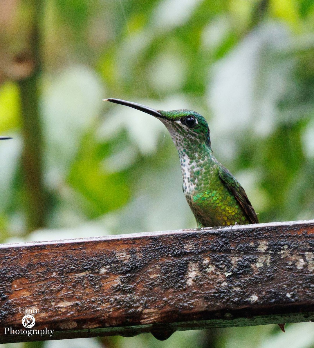 Empress Brilliant - ML649543450