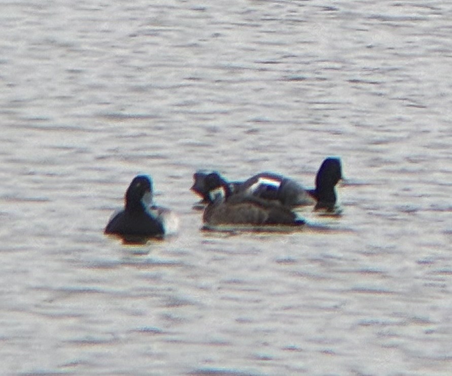 Karabaş Patka - ML649543490