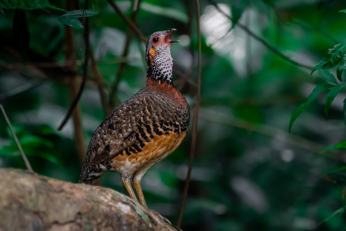 Kestane Kolyeli Dağ Kekliği - ML649543532