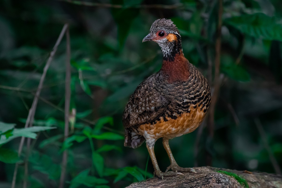 Kestane Kolyeli Dağ Kekliği - ML649543533