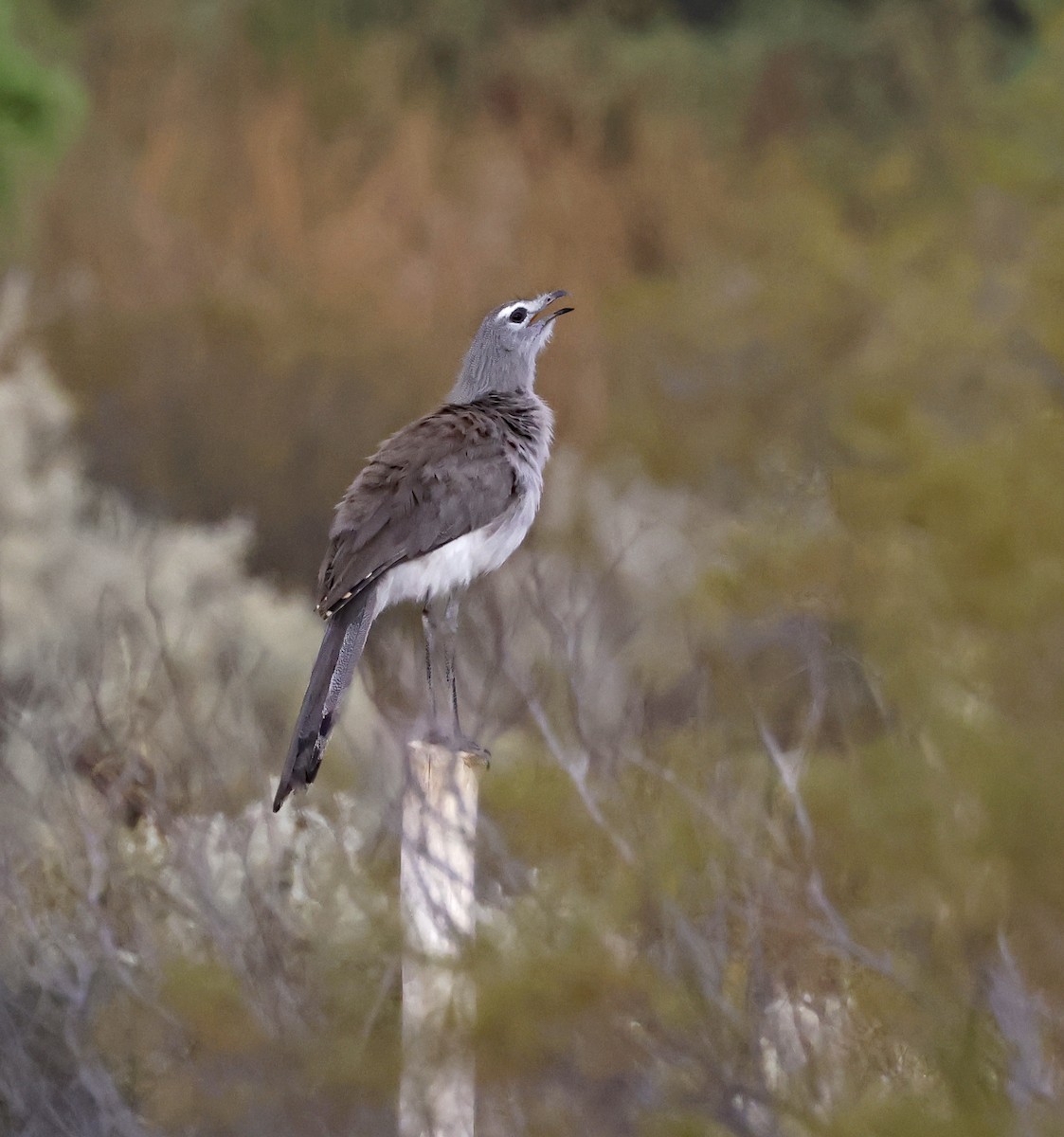 Black-legged Seriema - ML649543920