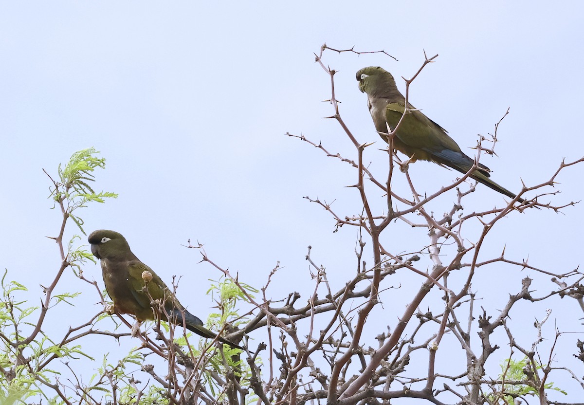Papagai patagoniarra - ML649543980
