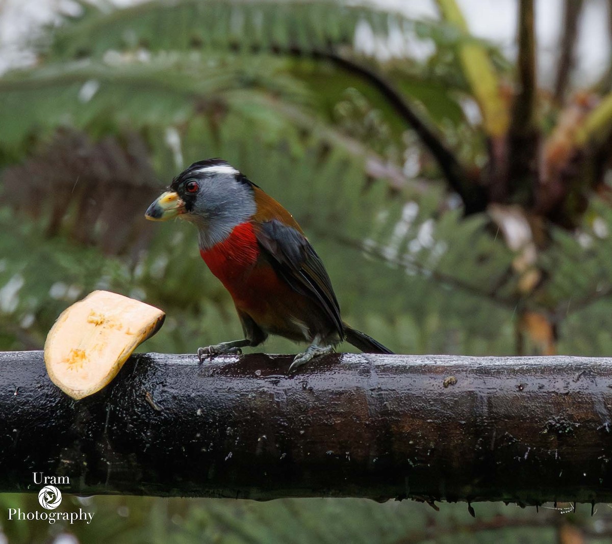 Toucan Barbet - ML649544017