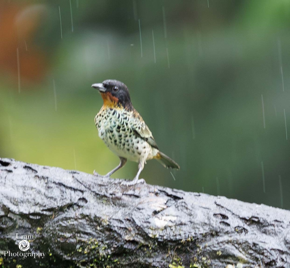 Rufous-throated Tanager - ML649544032