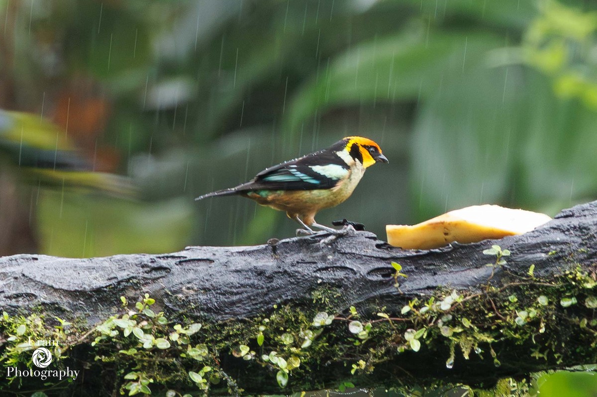 Flame-faced Tanager - ML649544060