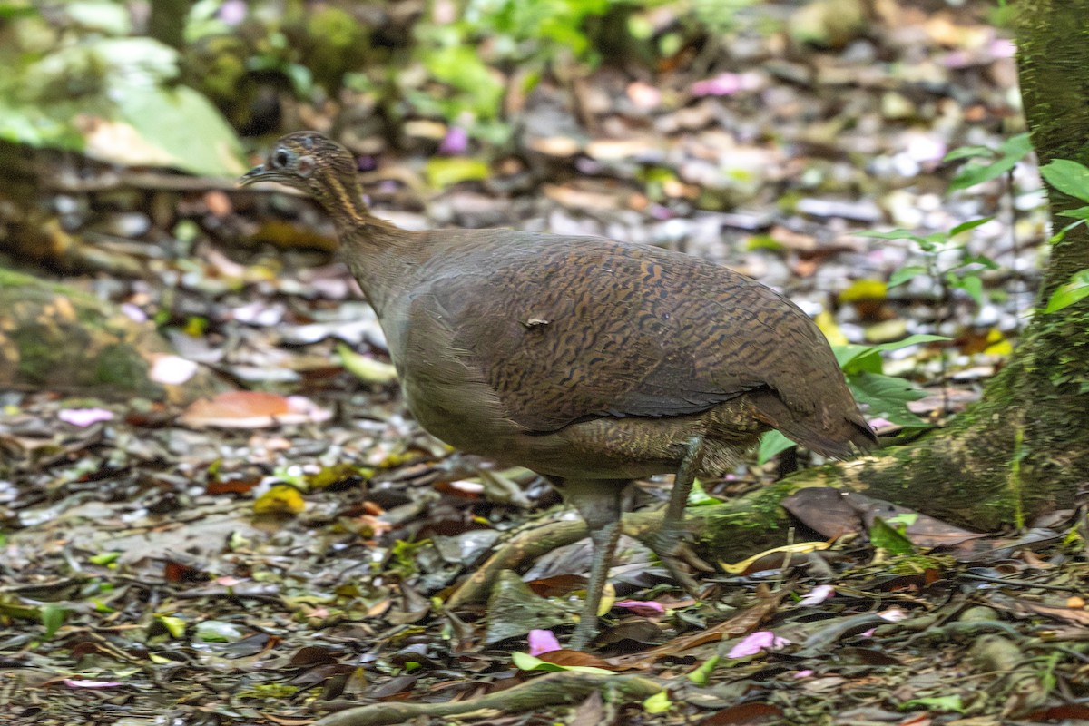 Solitary Tinamou - ML649544200