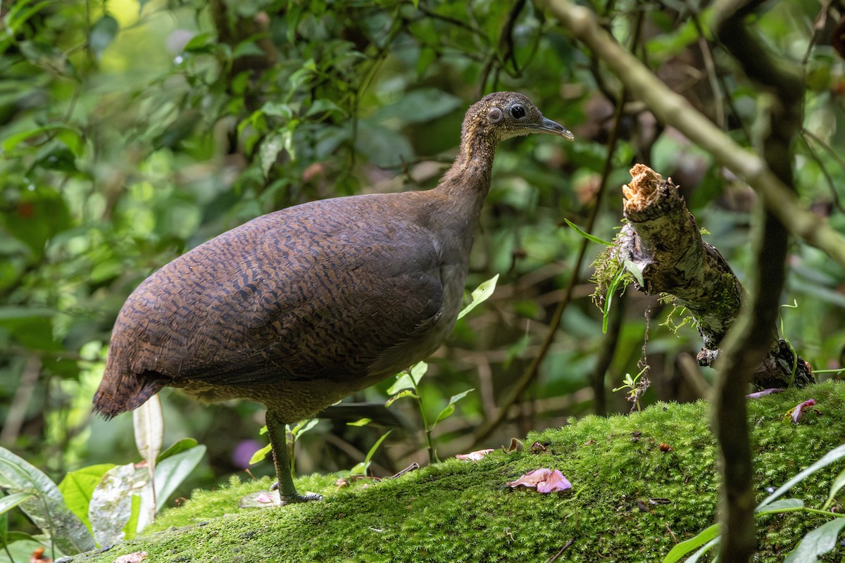 Solitary Tinamou - ML649544201