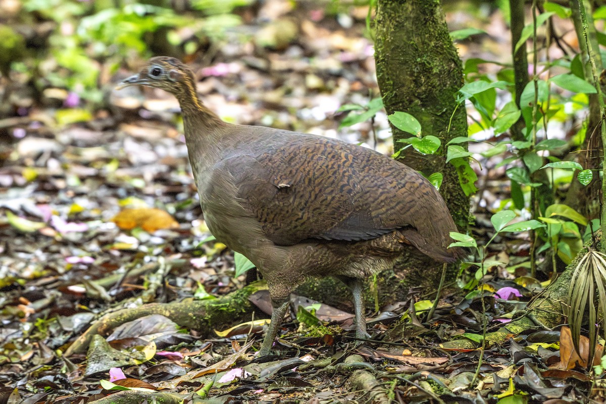 Solitary Tinamou - ML649544202
