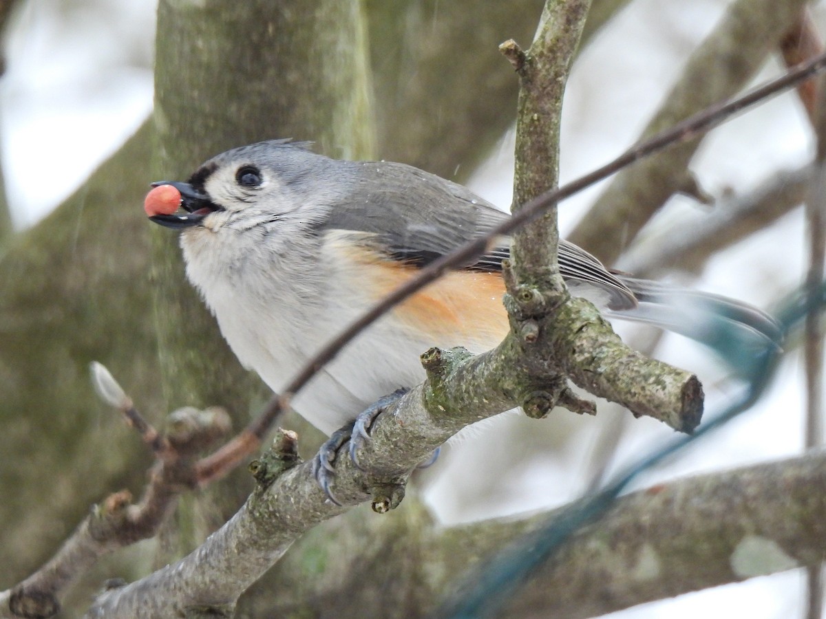 gråduskmeis - ML649544214