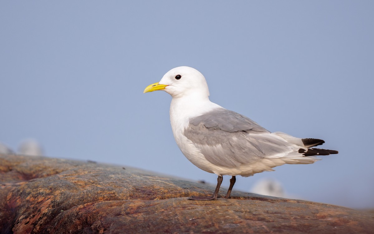 三趾鷗 - ML649544336