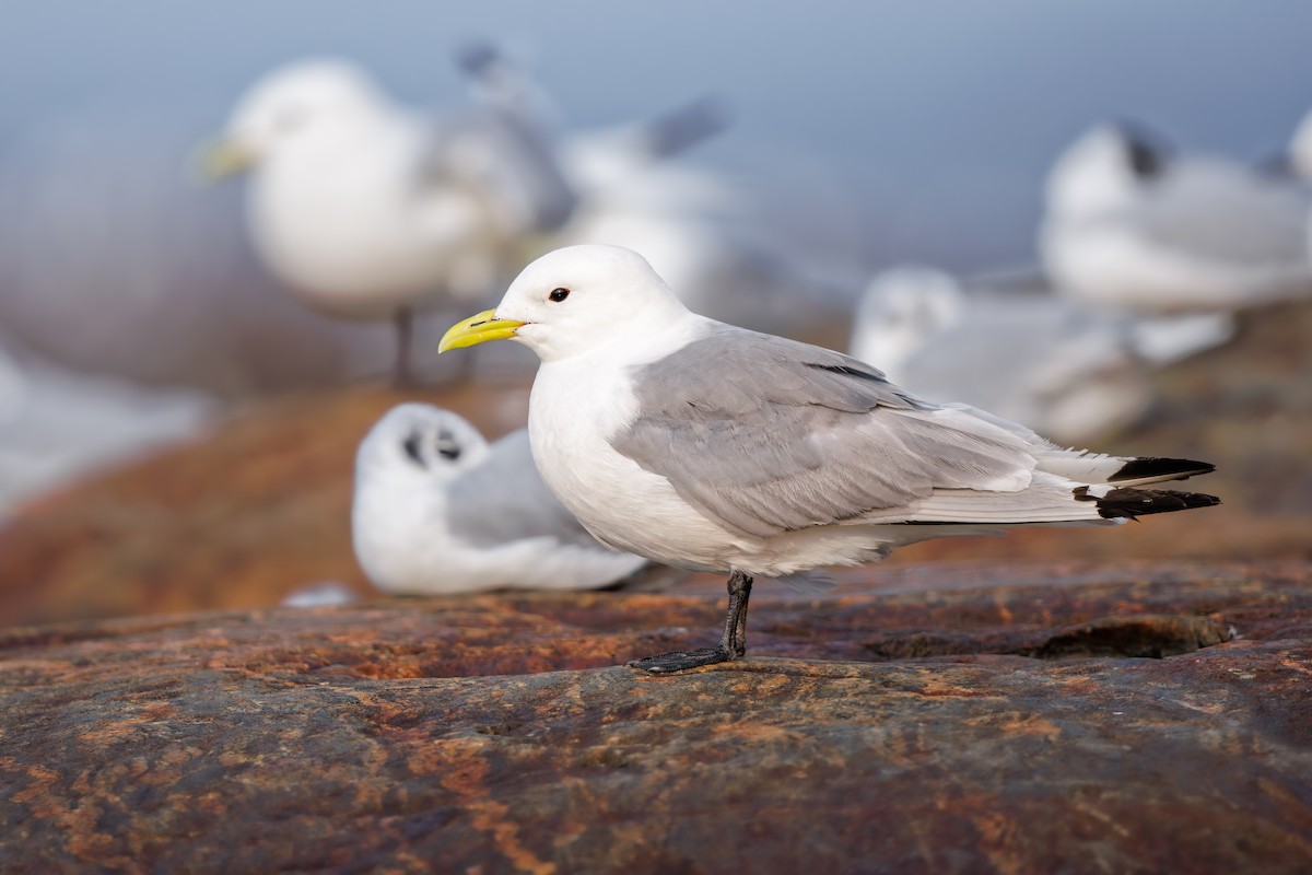 三趾鷗 - ML649544338