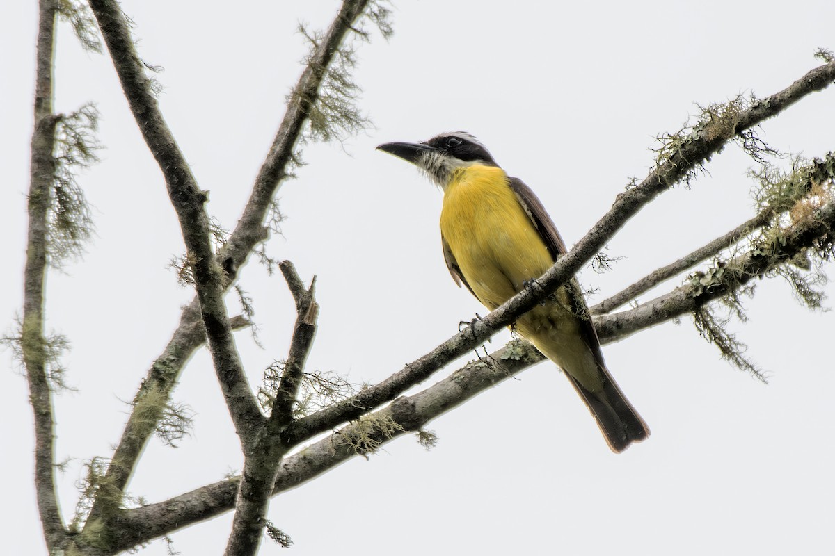 Boat-billed Flycatcher - ML649544412