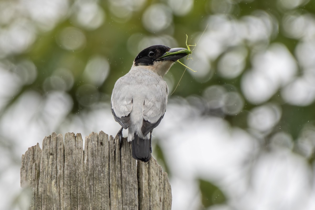 Black-crowned Tityra - ML649544438