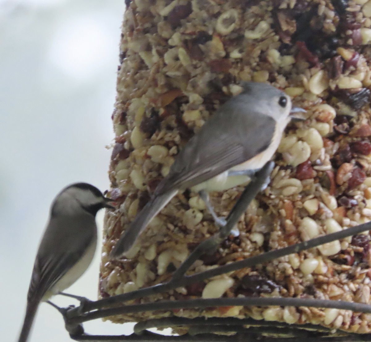 gråduskmeis - ML649544547