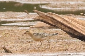 Bécasseau roussâtre - ML649544714