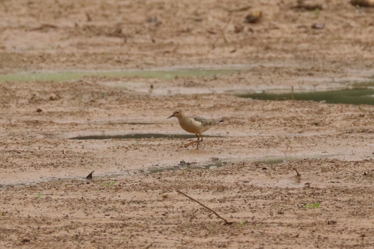 Bécasseau roussâtre - ML649544715