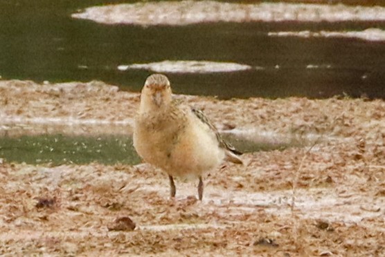 Bécasseau roussâtre - ML649544716