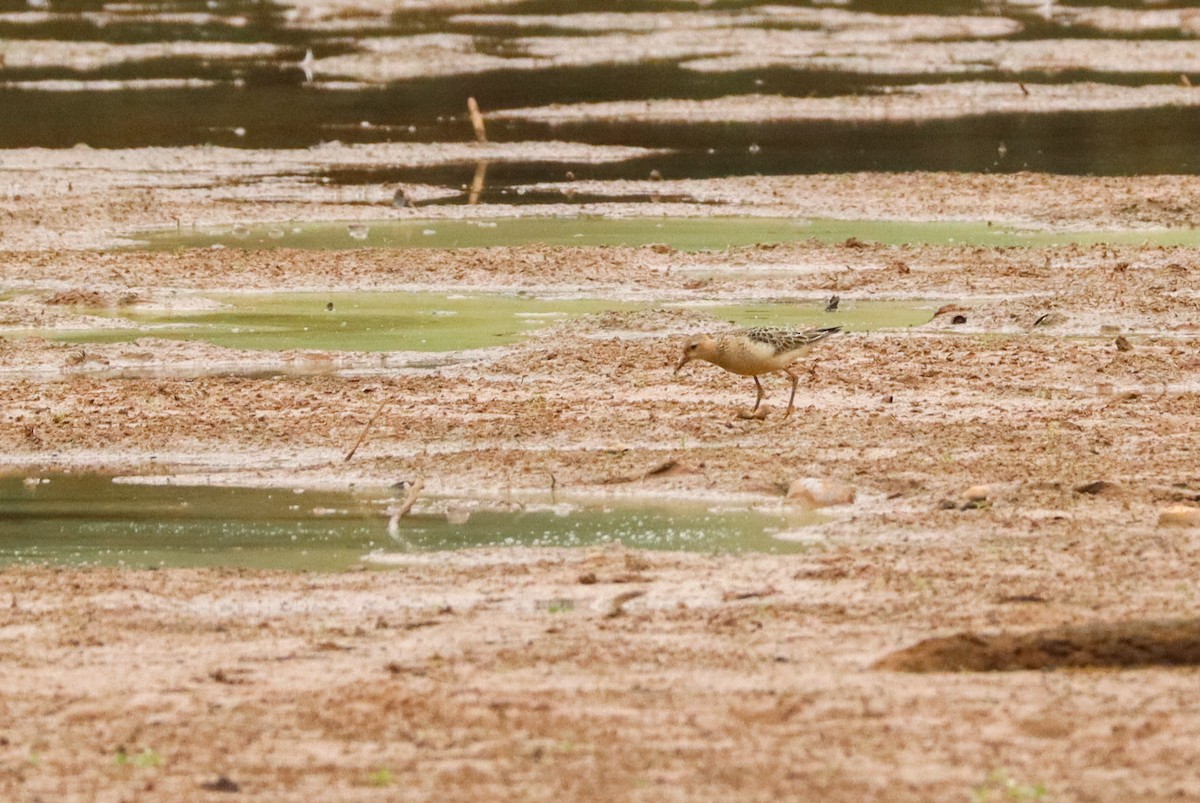 Bécasseau roussâtre - ML649544717