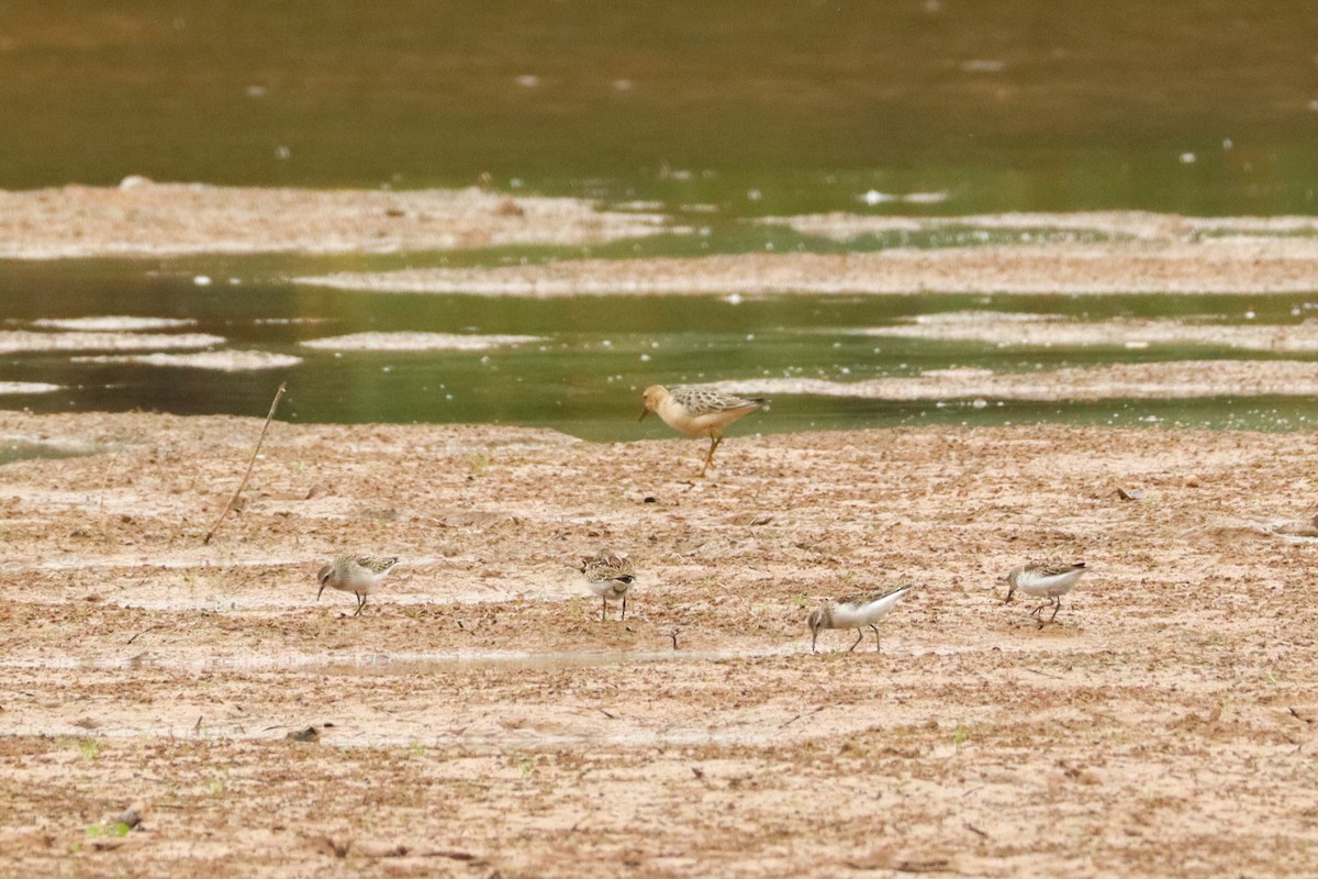 Bécasseau roussâtre - ML649544718