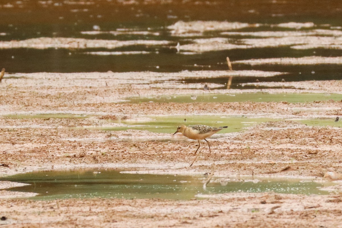 Bécasseau roussâtre - ML649544719